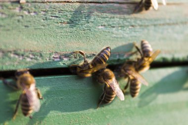 Güneşli bir arı kovanı
