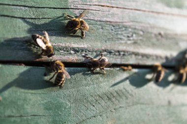 Güneşli bir arı kovanı