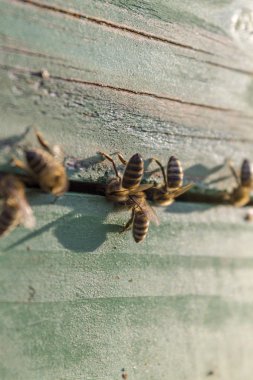 Güneşli bir arı kovanı