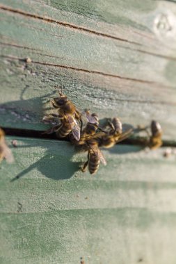 Güneşli bir arı kovanı
