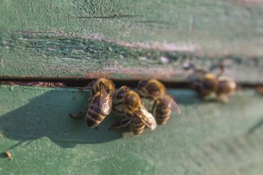 Güneşli bir arı kovanı