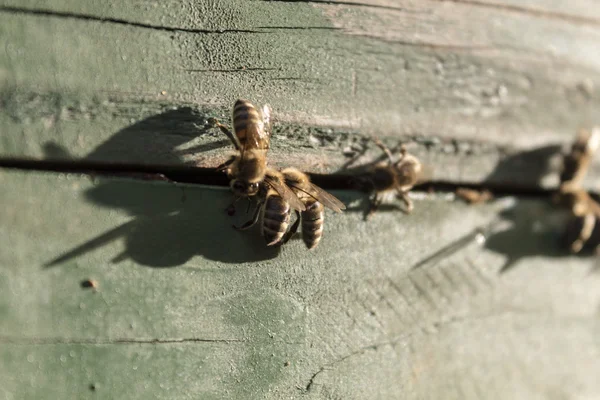 Bee hive on a sunny day — Stock Photo, Image