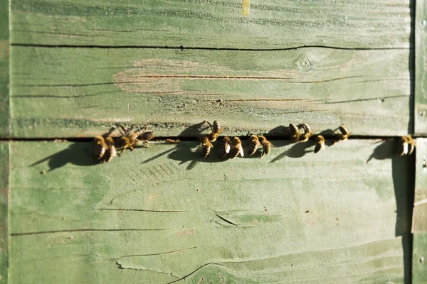 Colmena de abejas en un día soleado —  Fotos de Stock