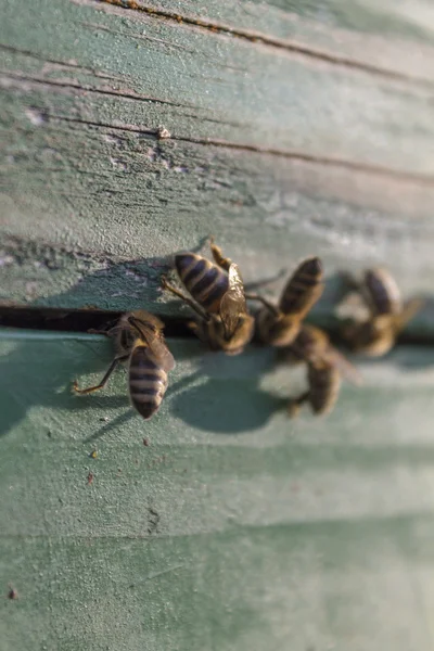 Bee hive on a sunny day — Stock Photo, Image