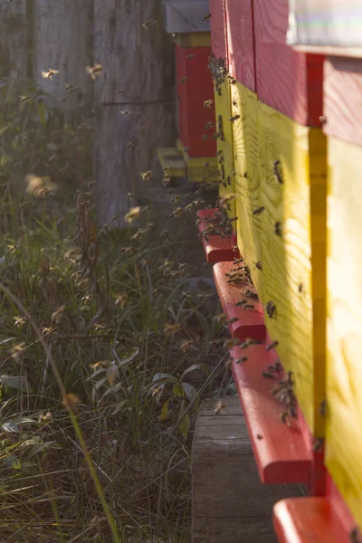 Colmena de abejas en un día soleado —  Fotos de Stock