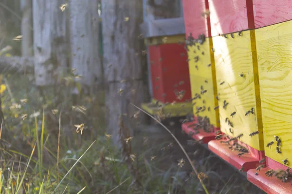 Colmena de abejas en un día soleado —  Fotos de Stock