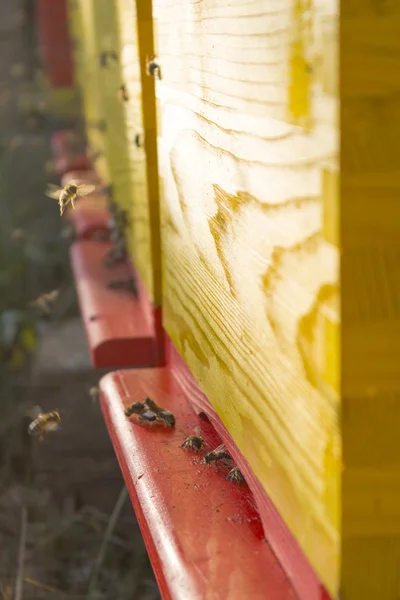 Colmena de abejas en un día soleado —  Fotos de Stock