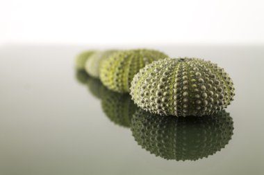 Deniz kestanesi kabuğu Studio