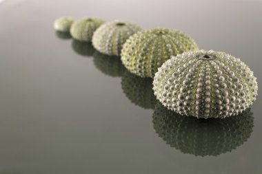 Deniz kestanesi kabuğu Studio