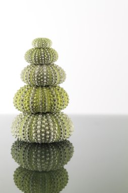 Deniz kestanesi kabuğu Studio