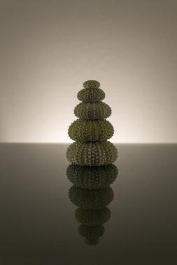 Sea urchins shell in studio clipart