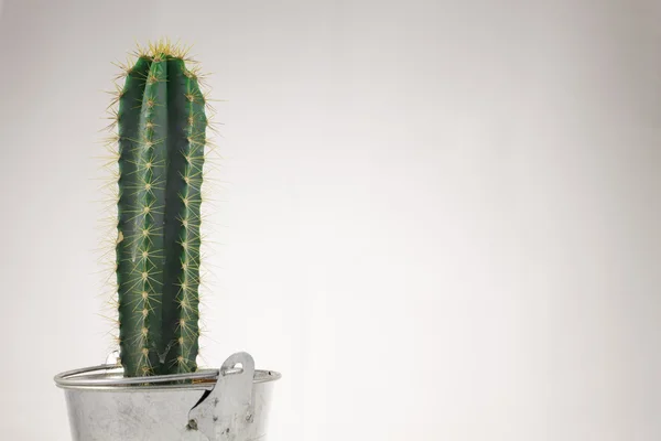 Pequeño cactus en lata de metal —  Fotos de Stock