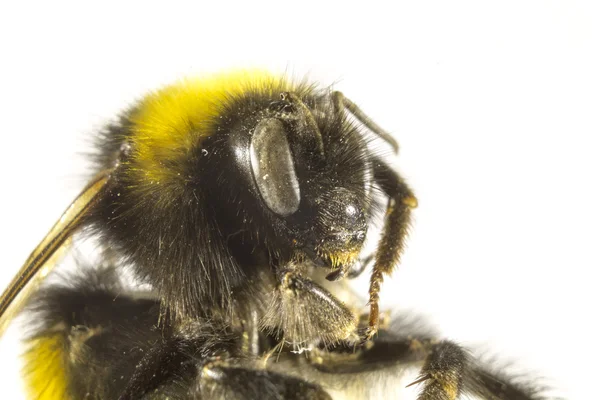 Bumblebee de cerca sobre un fondo blanco — Foto de Stock