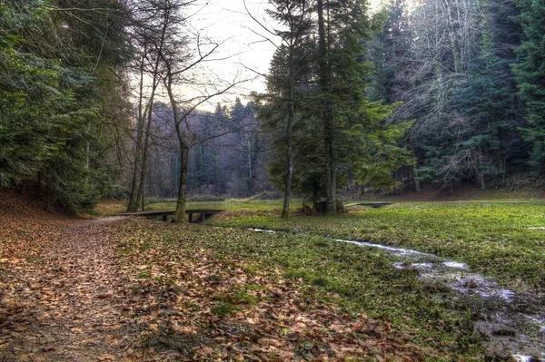 Kis sétányon az erdőben — Stock Fotó