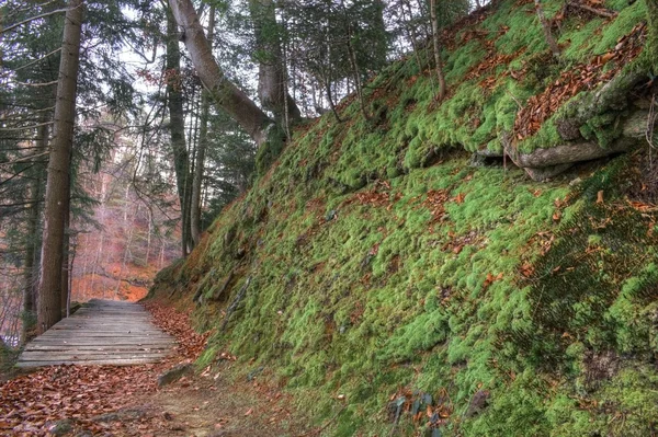 Kleiner Fußweg im Wald — Stockfoto