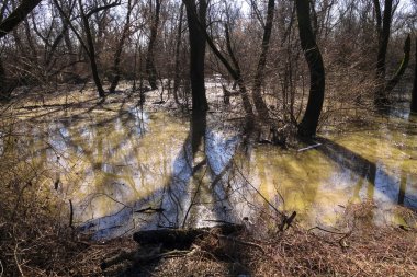 Pis bataklık alan ormanda