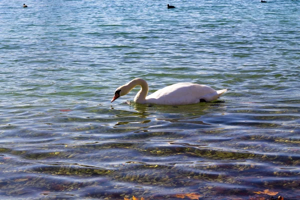 Cigni su un lago Jarun a Zagabria — Foto Stock