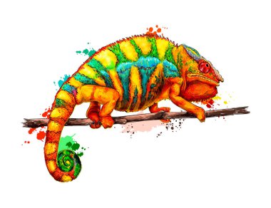 Chameleon from a splash of watercolor, colored drawing, realistic clipart