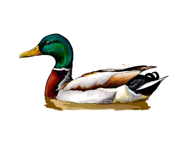 Duck from a splash of watercolor, colored drawing, realistic — Stock Vector