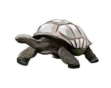 Bir damla suluboya, renkli çizim, gerçekçi Galapagos kaplumbağası.