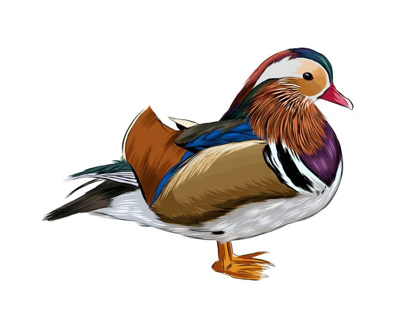 Mandarin-Ente aus einem Spritzer Aquarell, farbige Zeichnung, realistisch — Stockvektor