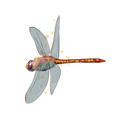 Bir damla suluboya, renkli çizim, gerçekçi yusufçuk.