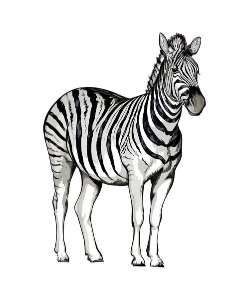 Zebra aus einem Spritzer Aquarell, farbige Zeichnung, realistisch — Stockvektor