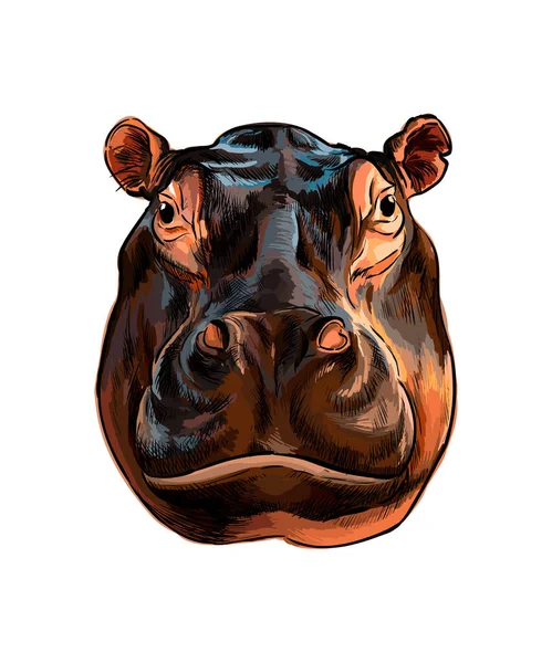 Hippopotamus head portrait from a splash of watercolor, colored drawing, realistic — Stock Vector