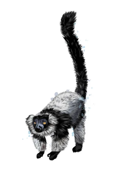 Schwarzer Slater-Lemur aus einem Spritzer Aquarell, farbige Zeichnung, realistisch — Stockvektor