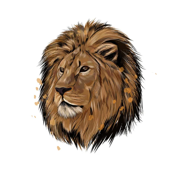 Portrait de tête de lion d'une éclaboussure d'aquarelle, dessin coloré, réaliste — Image vectorielle