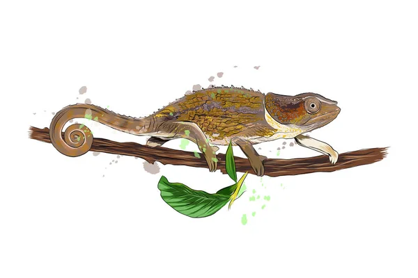 Kameleon z odrobiną akwareli, kolorowy rysunek, realistyczny — Wektor stockowy