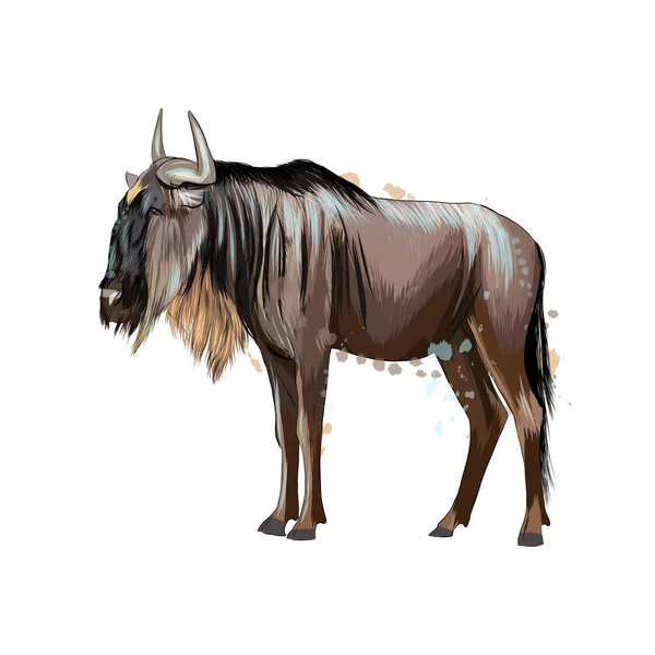 Wildebeest d'une éclaboussure d'aquarelle, dessin coloré, réaliste — Image vectorielle