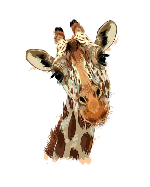 Giraffenkopf-Porträt aus einem Spritzer Aquarell, farbige Zeichnung, realistisch — Stockvektor