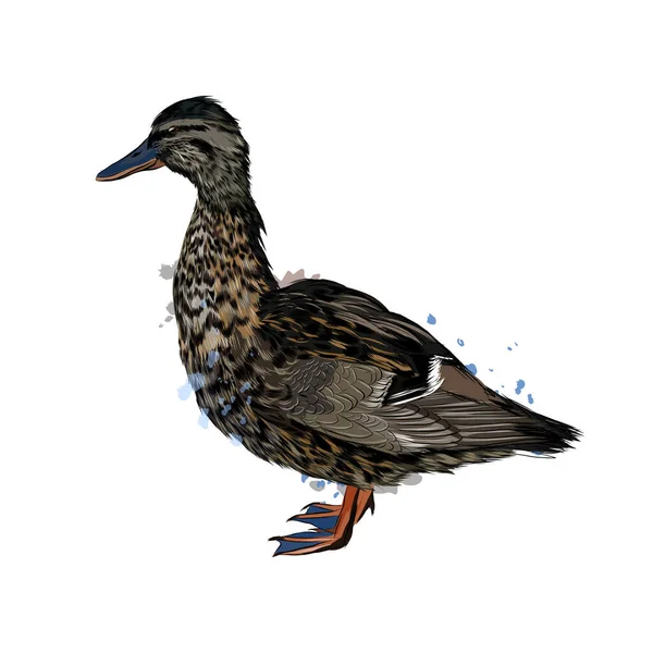 Ente aus einem Schuss Aquarell, farbige Zeichnung, realistisch — Stockvektor