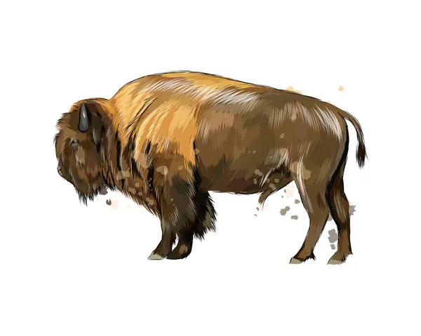 Bisonte, bufalo da una spruzzata di acquerello, disegno a colori, realistico — Vettoriale Stock