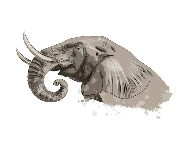 Retrato de cabeza de elefante de un chorro de acuarela, dibujo en color, realista — Archivo Imágenes Vectoriales