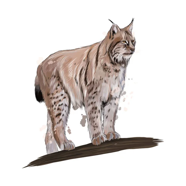 Lynx από μια βουτιά υδατογραφία, χρωματιστό σχέδιο, ρεαλιστική — Διανυσματικό Αρχείο