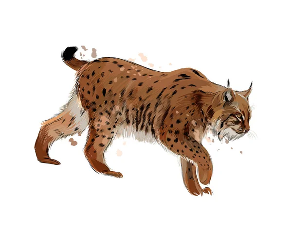 Lynx d'une éclaboussure d'aquarelle, dessin coloré, réaliste — Image vectorielle