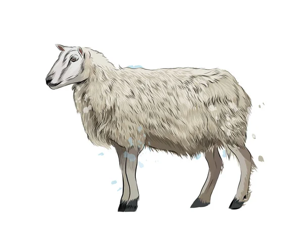 Moutons d'une éclaboussure d'aquarelle, dessin coloré, réaliste — Image vectorielle