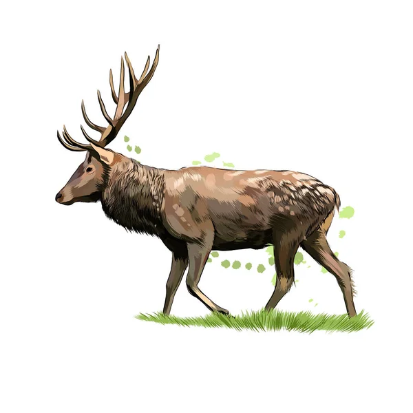 Red deer from a splash of watercolor, colored drawing, realistic — Stock Vector