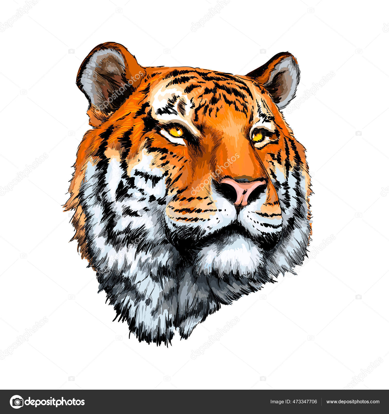 Drawing Bengal Tiger locking or big cat, Stock vector