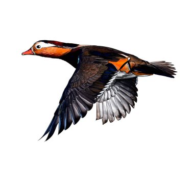Mandarin ördeği suluboya, renkli çizimler, gerçekçi.