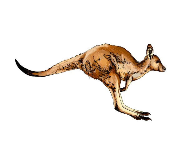 Kangaroo from a splash of watercolor, colored drawing, realistic — Vector de stock