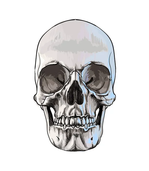 Menschlicher Schädel aus einem Spritzer Aquarell, farbige Zeichnung, realistisch — Stockvektor