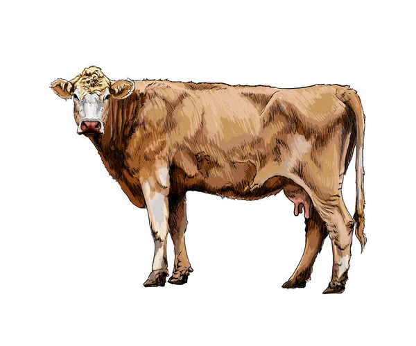 Brown cow from a splash of watercolor, colored drawing, realistic —  Vetores de Stock