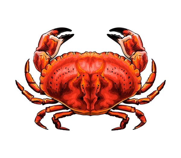 Rote Krabbe aus einem Spritzer Aquarell, farbige Zeichnung, realistisch — Stockvektor