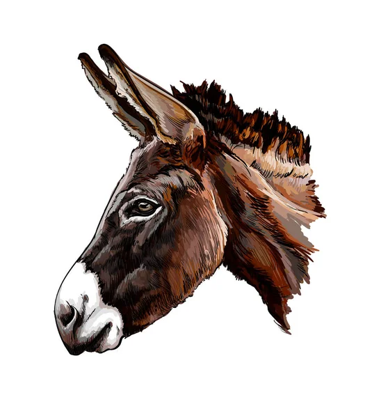 Donkey head portrait from a splash of watercolor, colored drawing, realistic — стоковый вектор