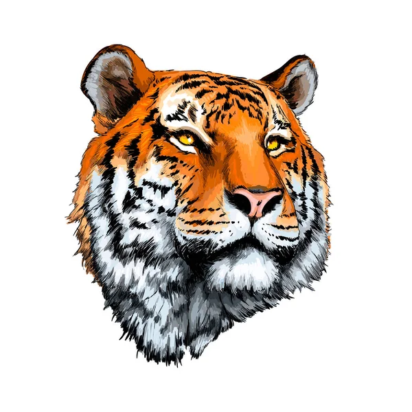 Tête de tigre portrait d'une éclaboussure d'aquarelle, dessin coloré, réaliste — Image vectorielle