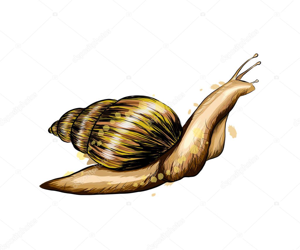 Garden snail from a splash of watercolor, colored drawing, realistic. Achatina giant