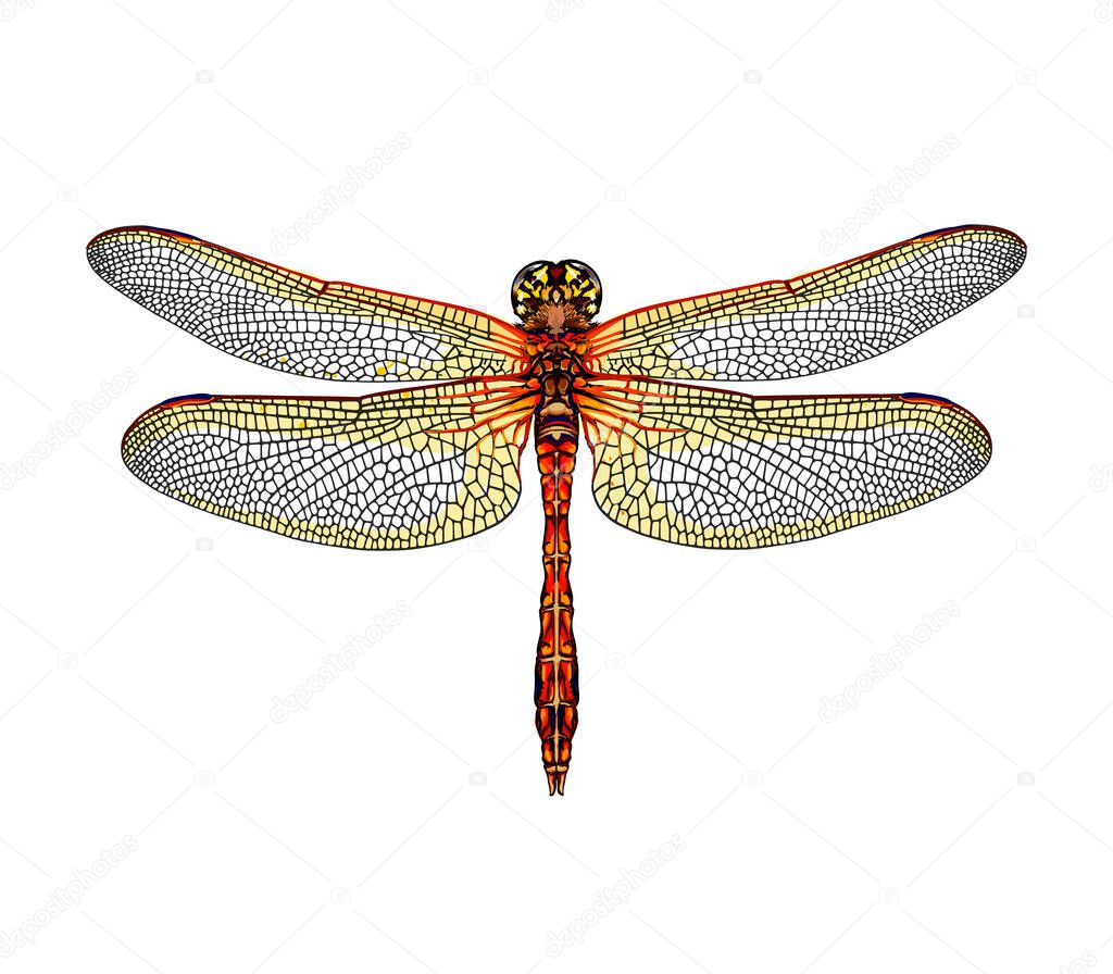 Dragonfly from a splash of watercolor, colored drawing, realistic